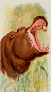 https://openclipart.org/image/300px/svg_to_png/276405/CigCardHippopotamus.png