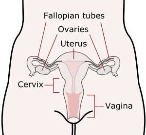 openclipart圖庫：Female Reproductive Organs