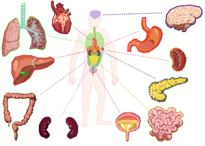 openclipart圖庫：Organs of the human body