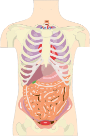 openclipart圖庫：Human Organs Torso