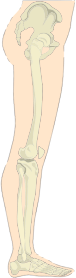https://openclipart.org/image/300px/svg_to_png/281962/Human-Legs-Sideview.png