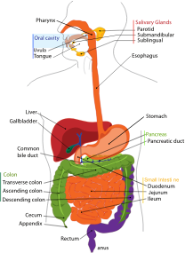 openclipart圖庫：Human digestive system