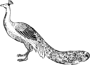 openclipart圖庫：peacock