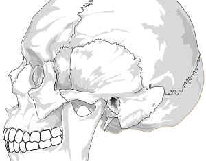 openclipart圖庫：Human skull (side view)