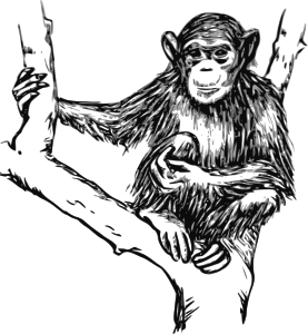 openclipart圖庫：grayscale chimpanzee