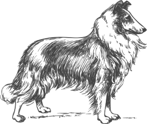 openclipart圖庫：collie grayscale
