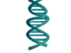 openclipart圖庫：DNA