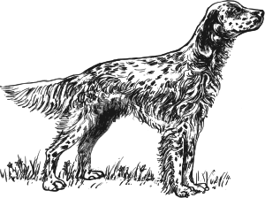 openclipart圖庫：English setter grayscale