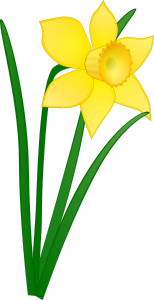 openclipart圖庫：Daffodil