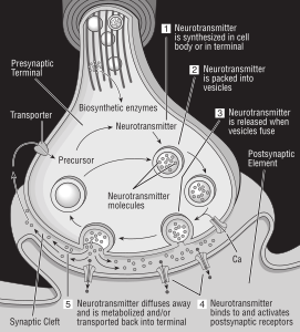 openclipart圖庫：Diagram of synapse