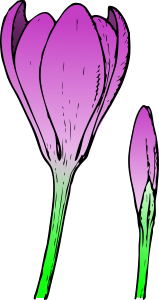openclipart圖庫：colored crocus 1