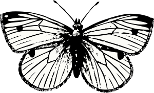 openclipart圖庫：cabbage moth