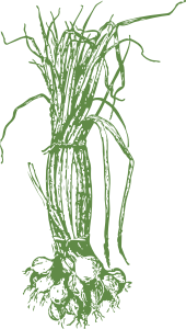 openclipart圖庫：onions