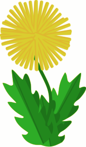 openclipart圖庫：flower - dandelion