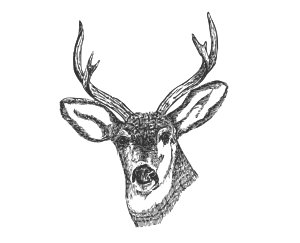 openclipart圖庫：Deer Head