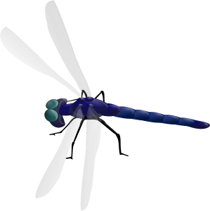 dragonfly