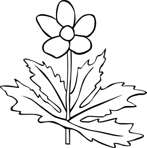 openclipart圖庫：Anemone Canadensis Flower Outline