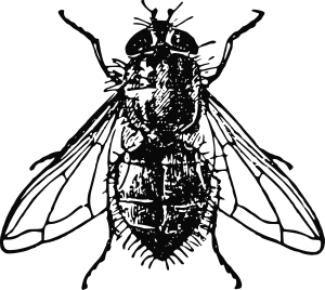 openclipart圖庫：Housefly