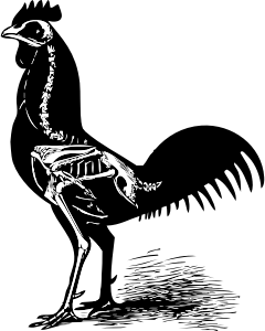 openclipart圖庫：chicken skeleton