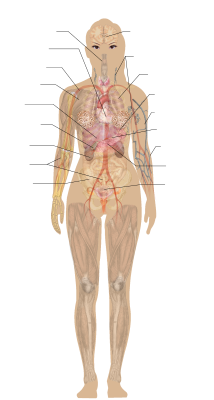 Female Body Diagram