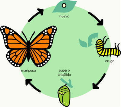 Life Cycle of a Butterfly - Jump! Inc.