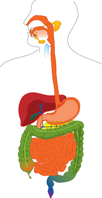 human digestive system clipart