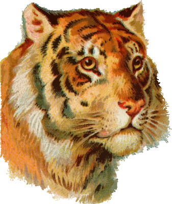 Orange Tiger - Openclipart