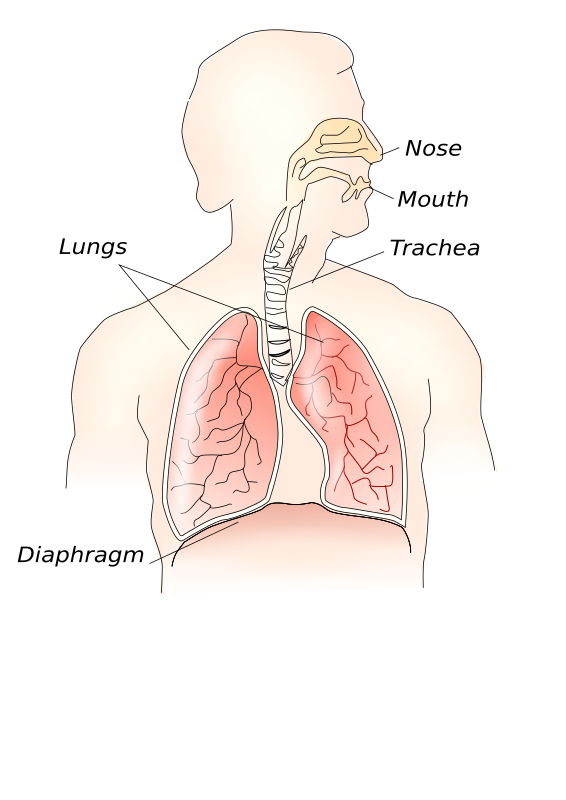 respiratory system