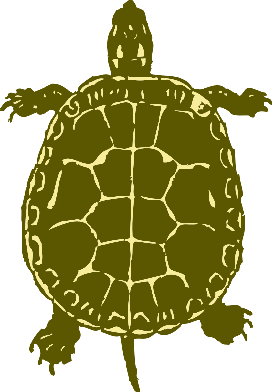 turtle