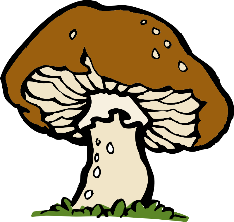 big mushroom
