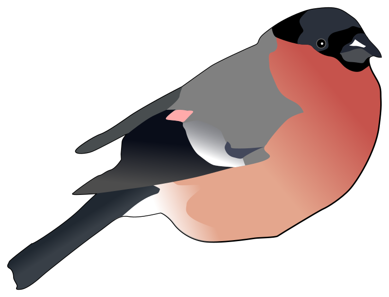 Eurasian Bullfinch