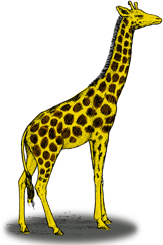 Colored giraffe