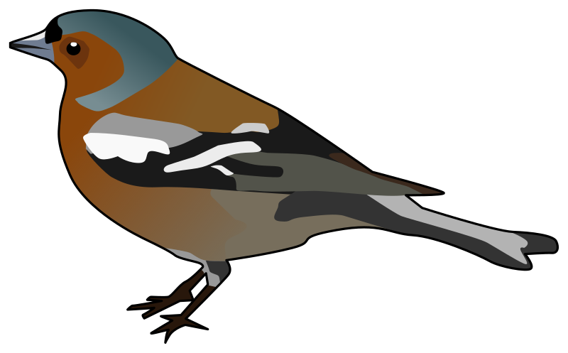 Male Chaffinch