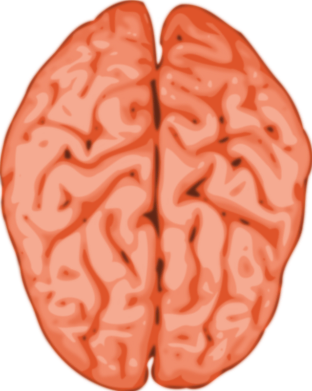 brain