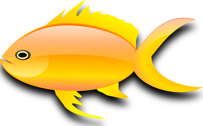 Pez dorado (gold fish)