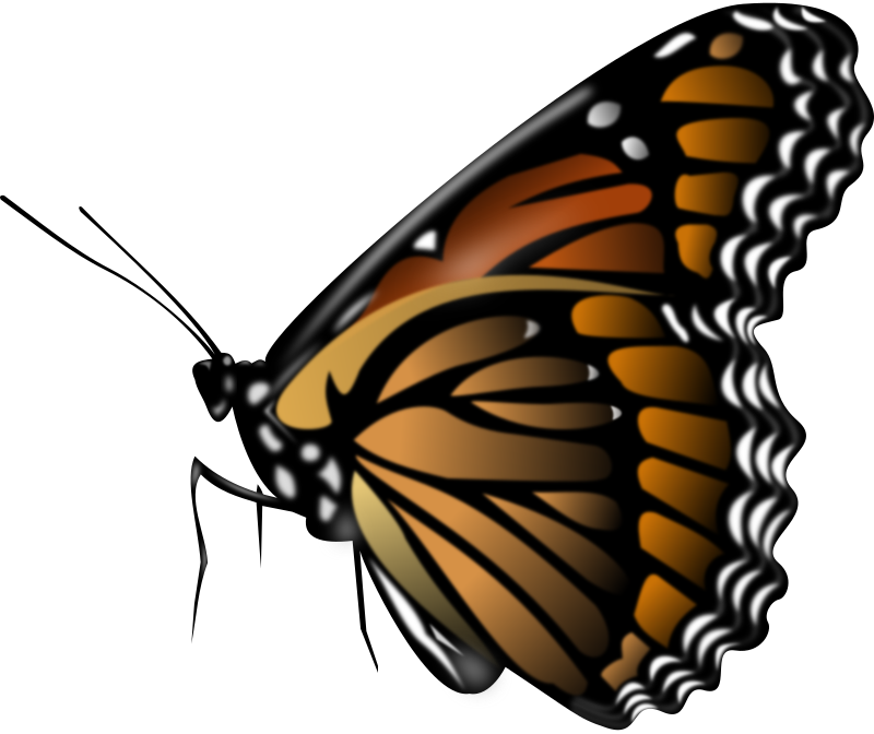 Monarch Butterfly