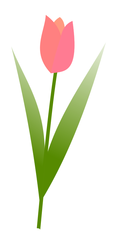 Tulip