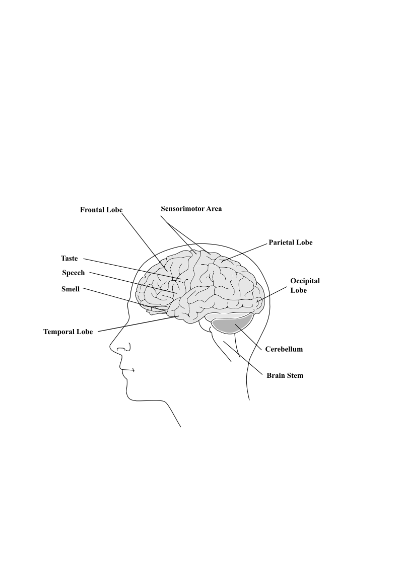 Human Brain