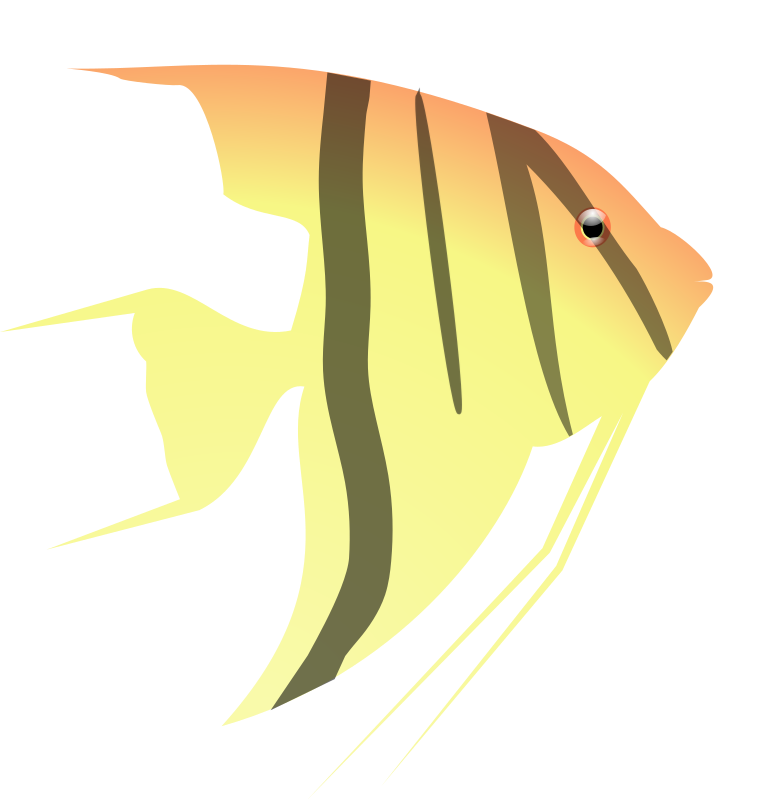 Angel Fish