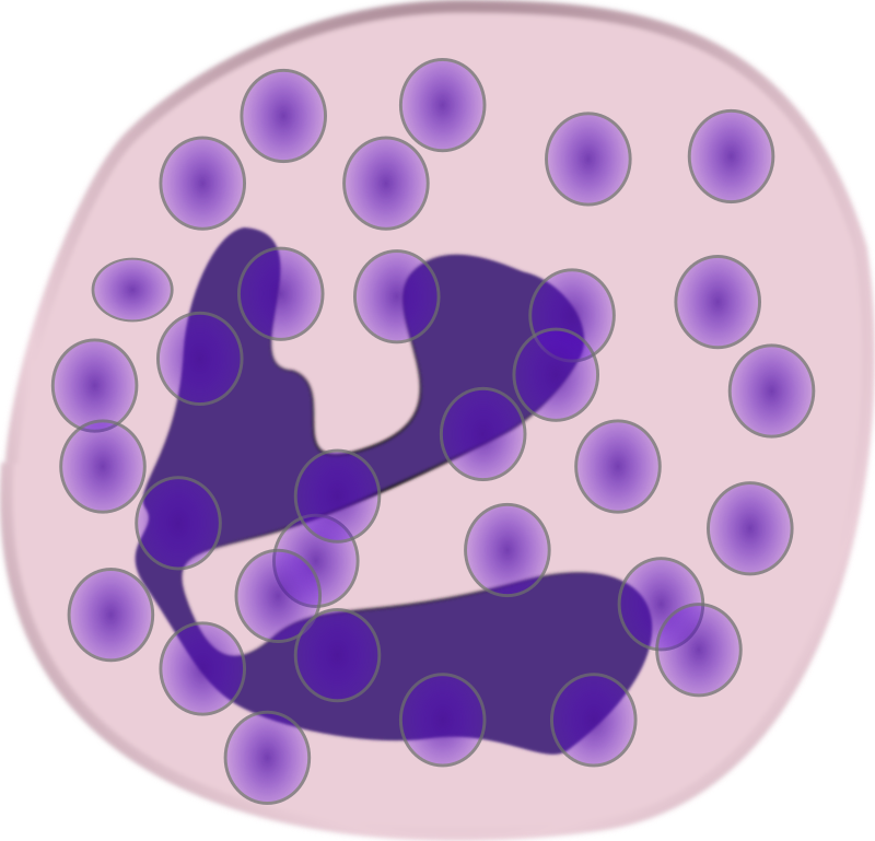 neutrophil