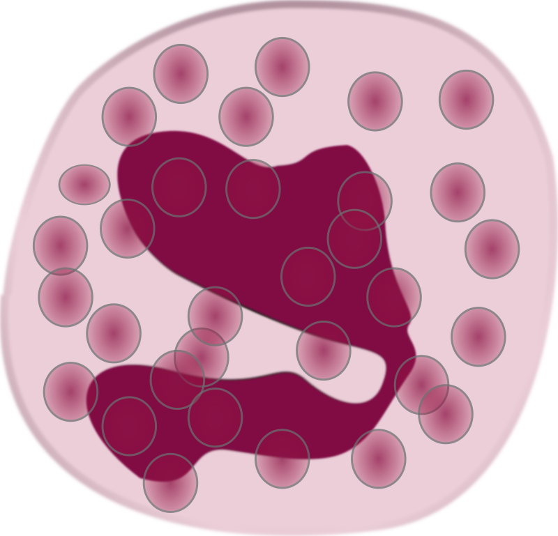 eosinophil