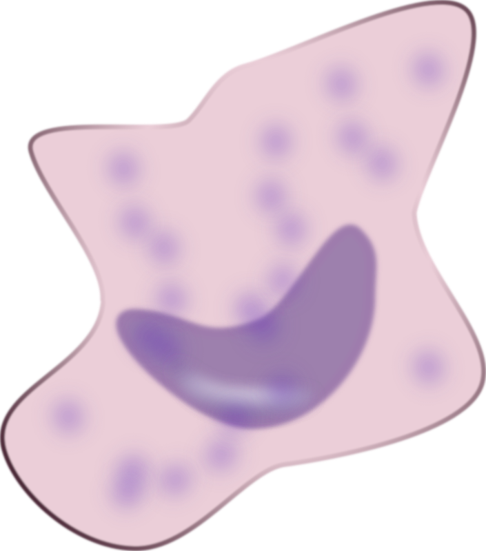 macrophage