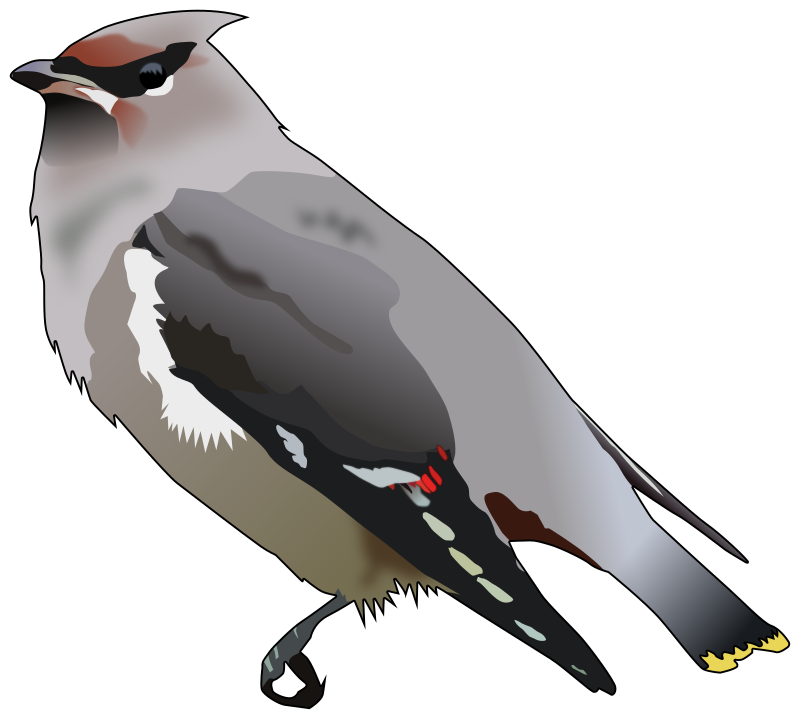 Bohemian waxwing