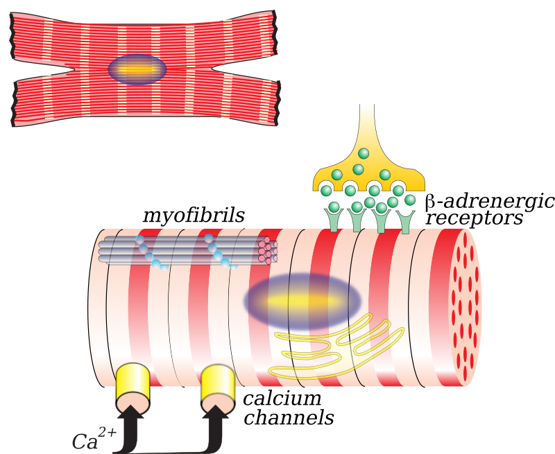 myocardiocyte