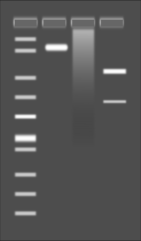 Agarose Gel