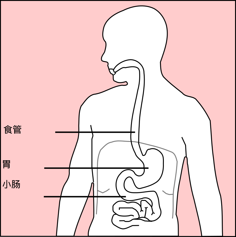 Stomach With Chinese