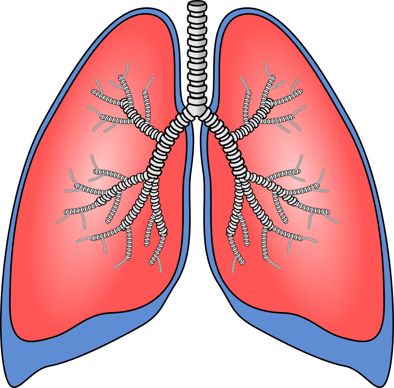 Polmoni - Lungs