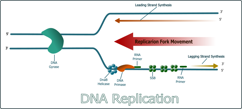 DNA Replication