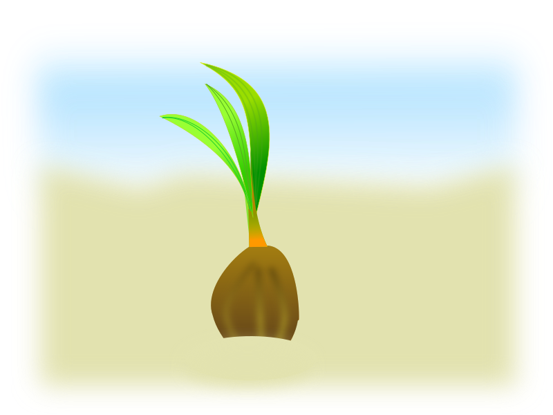 coconut seed