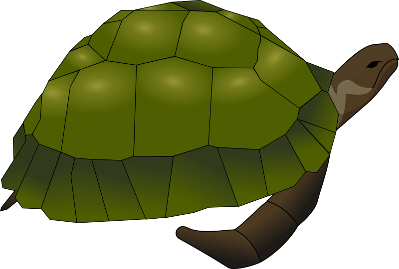 turtle